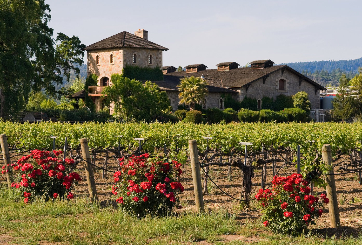 Napa Valley vineyard