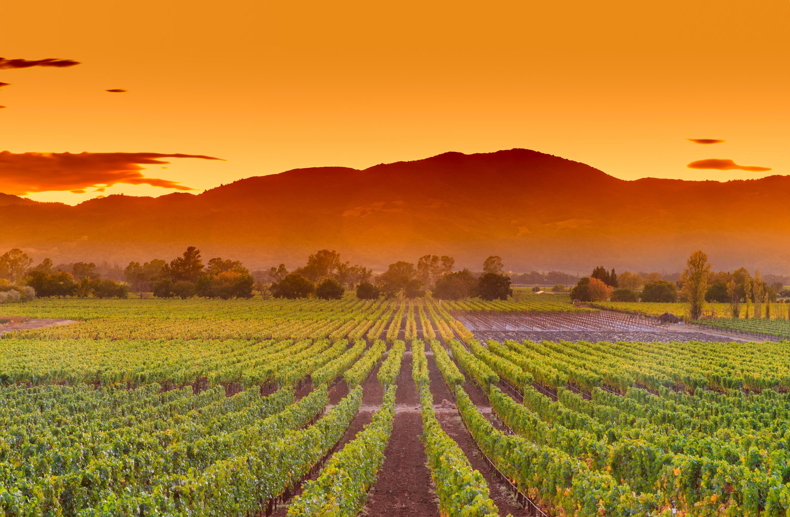 Napa Valley California Wine Country Vineyard Field Harvest for Winery