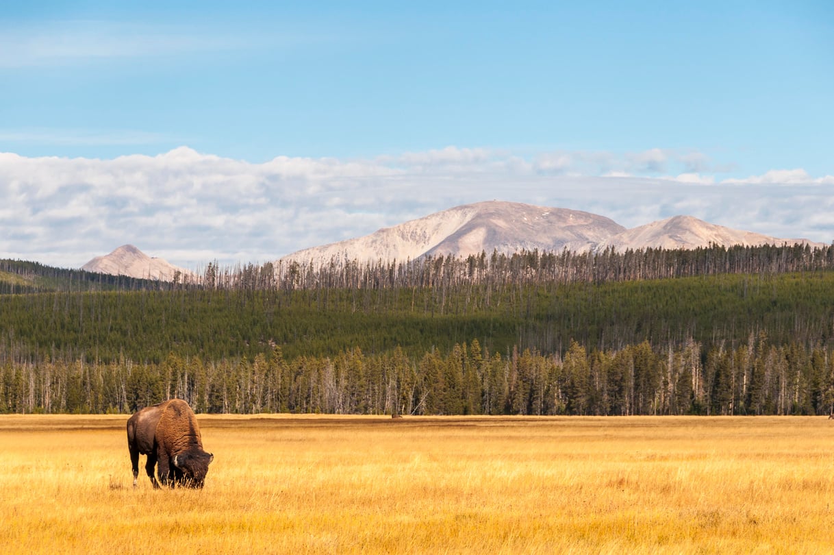 Yellowstone National Park